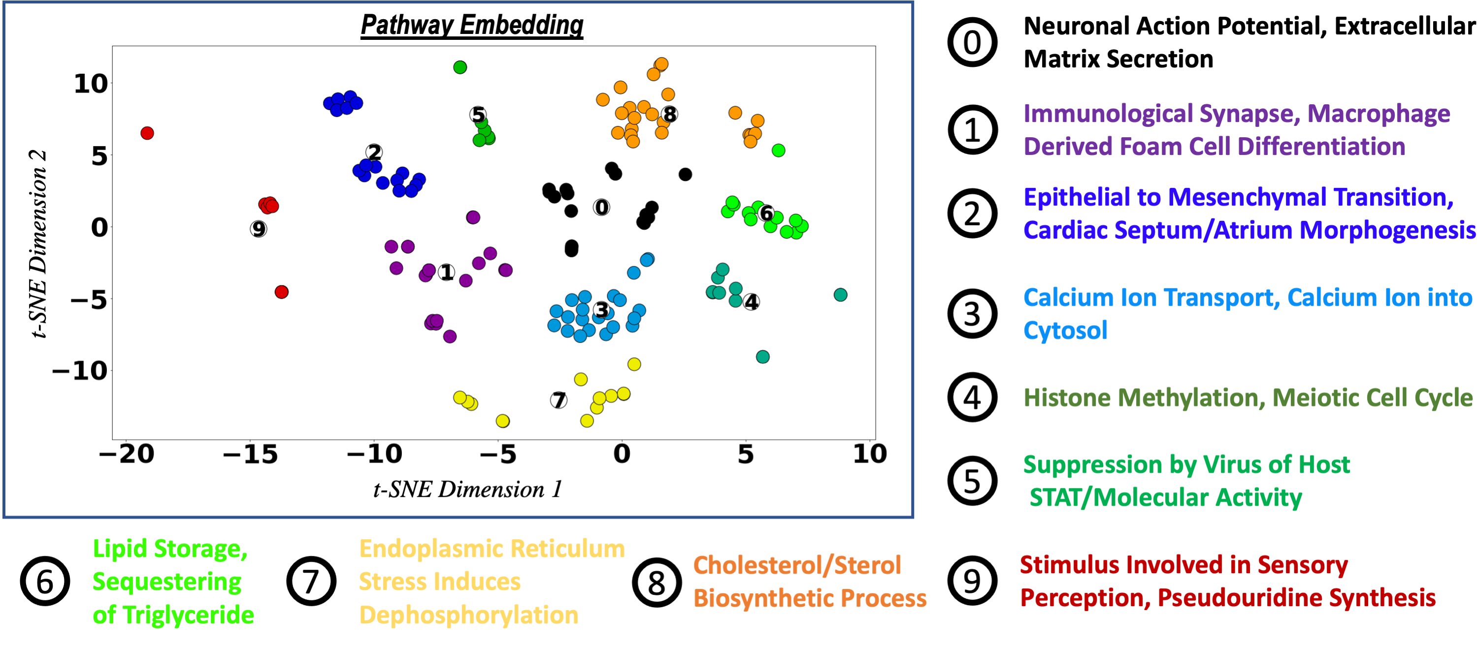 pathway_embedding